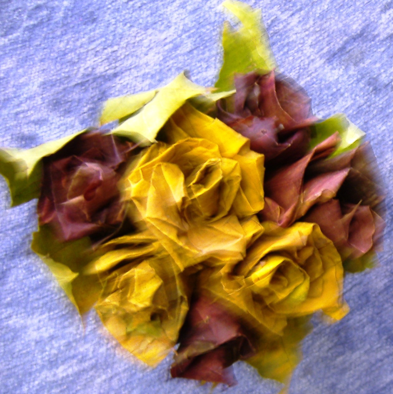 DSCF6233